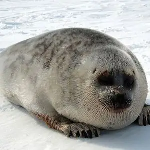 Ringed Seal photo
