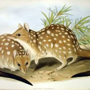 Western Quoll photo