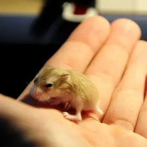 Baby hamster
