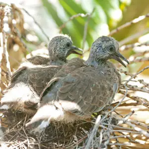 Baby spotted doves, 12 days old