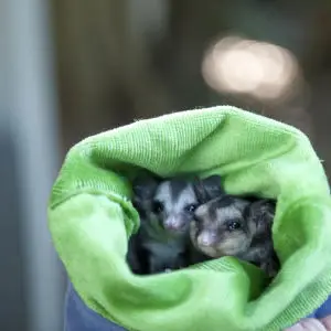 Baby Squirrel Gliders in care