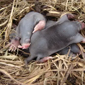 Baby star-nosed moles