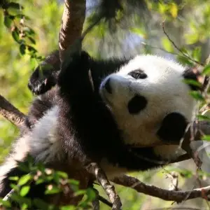 Giant Panda photo