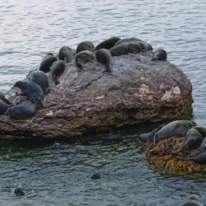 Baikal seals at the Ushkan Islands