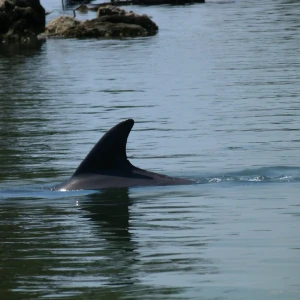 Tursiops truncatus gillii