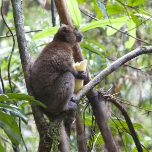 Bamboo lemur Prolemur simus
