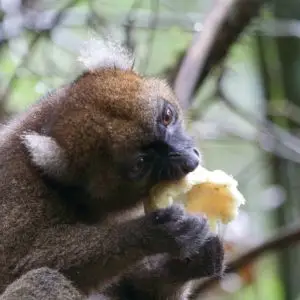 Bamboo lemur Prolemur simus