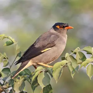The Bank myna (Acridotheres ginginianus) from Uttar Pradesh in India. Today is a Bank Holiday in England