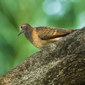 Bar-shouldered Dove - Darwin - Australia_S4E3839