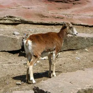 Barbary Sheep (Aoudad)