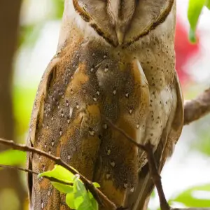 Eastern Barn Owl Tyto javanica stertens, Kerala.