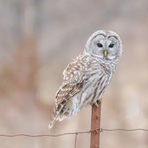 Barred Owl