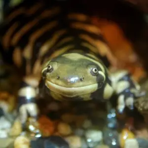 Ambystoma tigrinum, tiger salamander