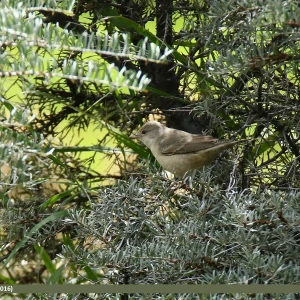 Barred warbler