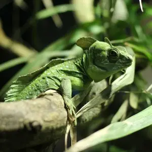 Basiliscus plumifrons in the London Zoo