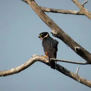 Bat Falcon Falco rufigularis