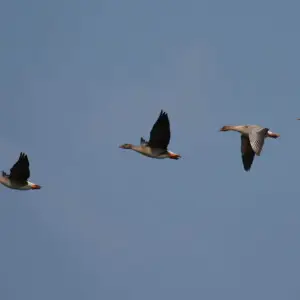 Three Tundra Bean Geese and one Pink-footed Goose migrating through Estonia. May 9, 2009