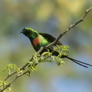 Beautiful Sunbird - Gambia 17_CD5A4633