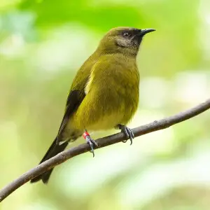 Bellbird perched on a twig