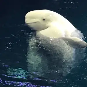 Beluga Face