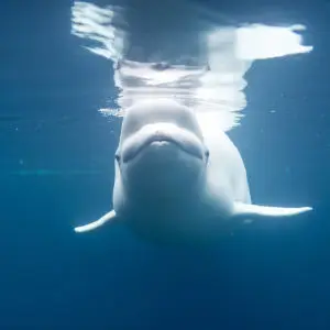 Beluga Whale Reflected Under the Water