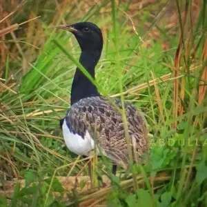 The Bengal florican (Houbaropsis bengalensis), also called Bengal bustard.
 It is a Critically Endangered species on the IUCN Red List