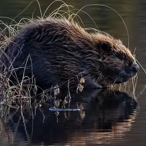 Bever. The Eurasian beaver or European beaver (Castor fiber)