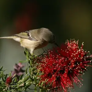 bird at flower in Golden Gate Park