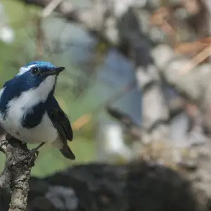 Bird in Nainital