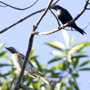 Male metallic starling, and female fig bird