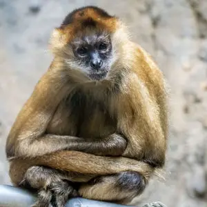 Birmingham Zoo