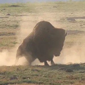Bison in the Dust #2