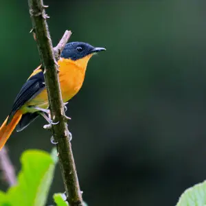 A cute little fly catcher endemic to Western Ghats in vibrant black and orange colors.Usually found in the high elevation areas of Western Ghats , especially shola forests.The male is distinctly black headed with black wings. The female has the black repl