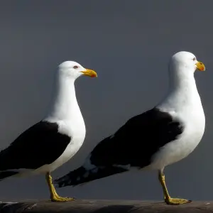 Also known as the Dominican Gull, the Black-backed Gull is familiar and widespread around NZ, as they are in other parts of the southern Hemisphere.  They are very good at adapting their diet to their environment, and anything indigestible will regurgitat