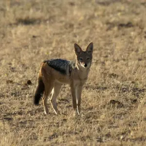 Black backed jackal, Kgalagadi Transfrontier Park, Northern Cape