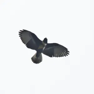 Adult Black Baza in flight
