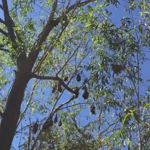 Black Flying Foxes and Little Red Flying Foxes at Nitmiluk