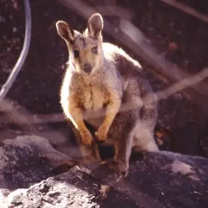 Black-footed Rock-wallaby (Petrogale lateralis), McDonnell Ranges, Australia.