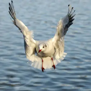 Black- Headed Gull