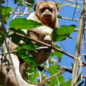 Black Howler Monkey (Alouatta caraya) female