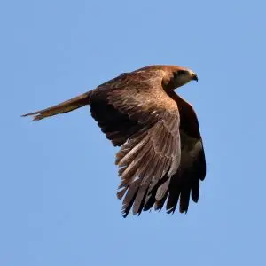 Black Kite