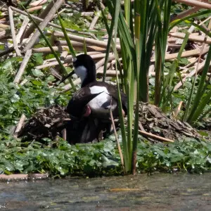 Black-necked Stilt (on nest) | Cattail Marsh | Beaumont | TX|2018-04-24|10-05-14.jpg
