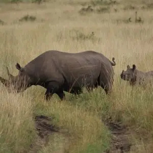 Black Rhino - Masai Mara National Reserve, Kenya.  04.08.2008