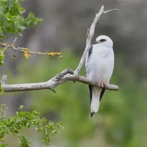 Black-shouldered Kite (taking a rest out of the wind )