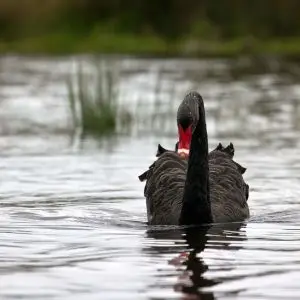 Black Swan - 1920px