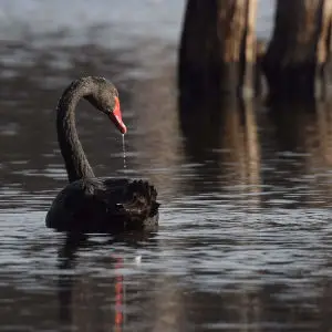 Black Swan - DSC_0877