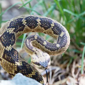 Black-tailed Rattlesnake
