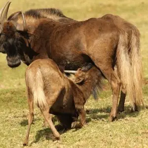 Black wildebeest, or white-tailed gnu, Connochaetes gnou at Krugersdorp Game Reserve, Gauteng, South Africa