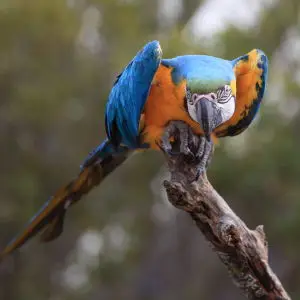 Blue-and-gold Macaw / Ara ararauna / 瑠璃金剛鸚哥(ルリコンゴウインコ)