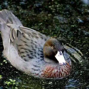 Blue duck/whio. NZ